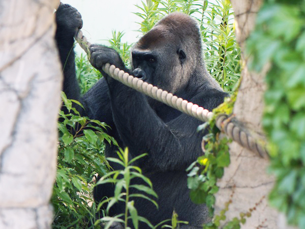 福岡市動物園のゴリラ
