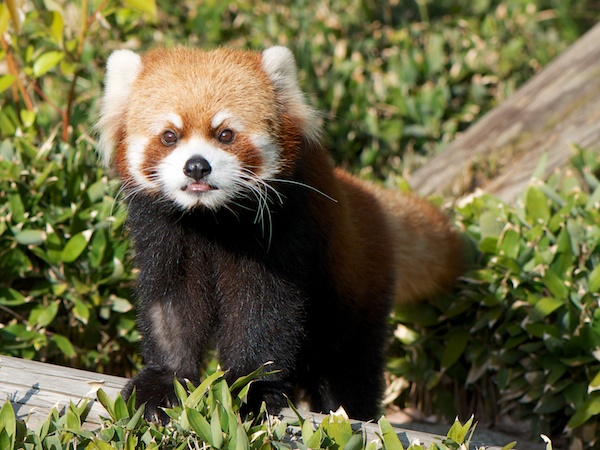 福岡市動物園のレッサーパンダ