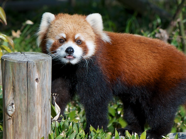 福岡市動物園のレッサーパンダ