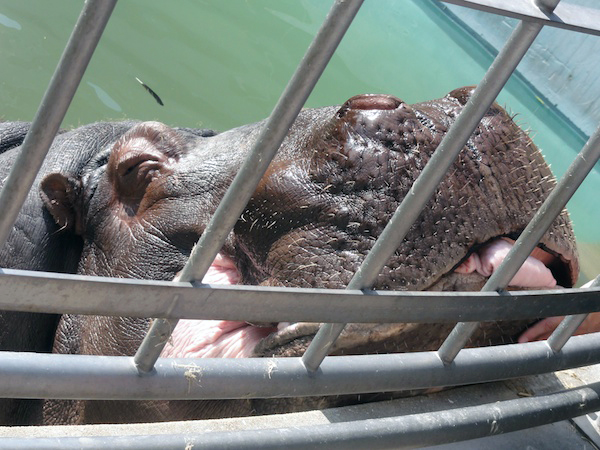 福岡市動物園のカバ