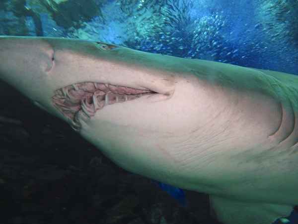 マリンワールド海の中道パノラマ大水槽のシロワニ