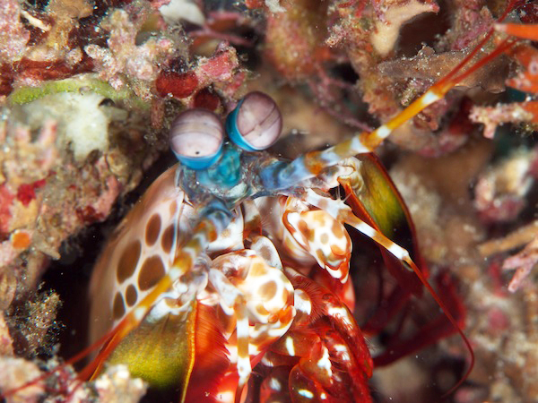 モンハナシャコ