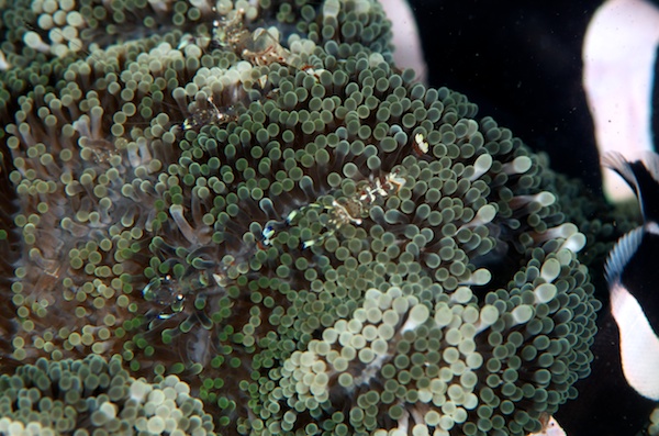 アカホシカクレエビ