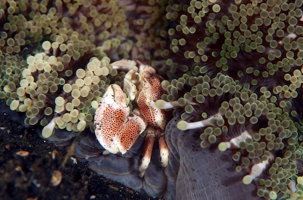 アカホシカニダマシ