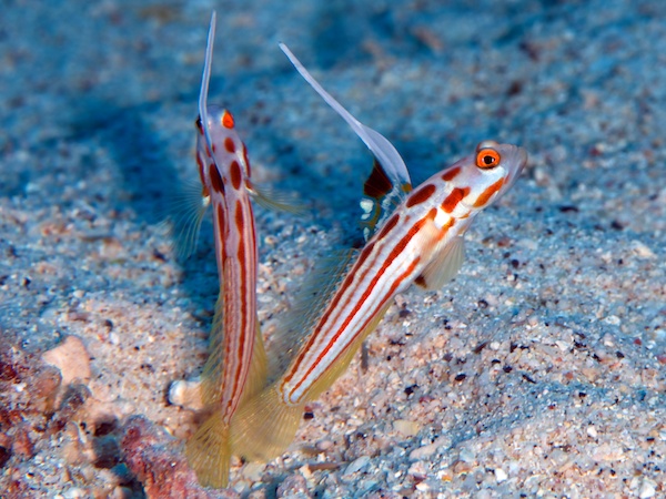 沖縄のヤシャハゼ