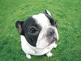 魚眼風写真の作例