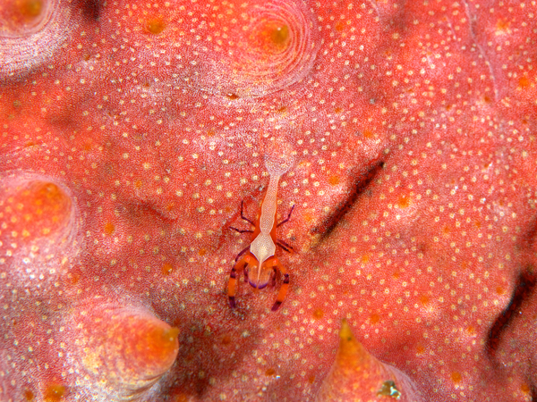 ウミウシカクレエビ