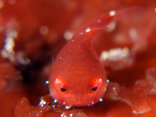 谷津のダンゴウオの幼魚