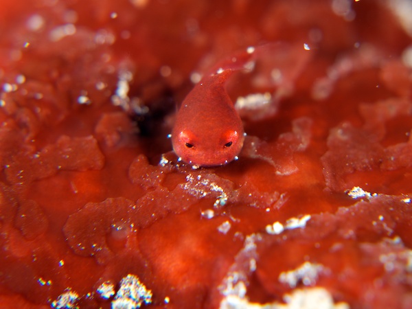 谷津のダンゴウオの幼魚(小)