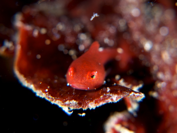 谷津のダンゴウオ