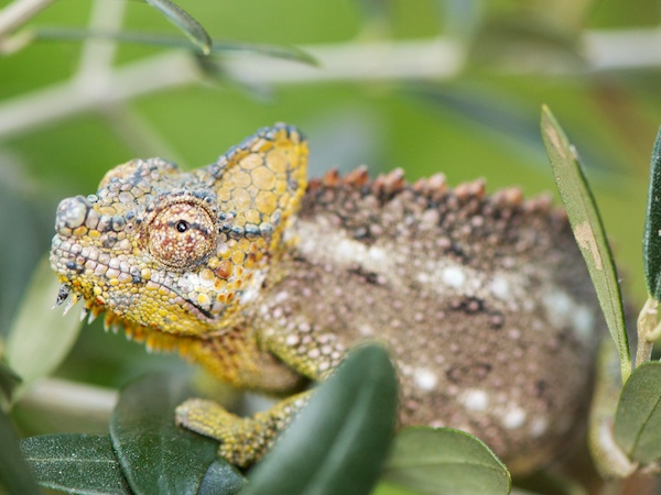 パンサーカメレオン