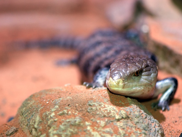  真顔 LINEで送る  Izooのアオジタトカゲ