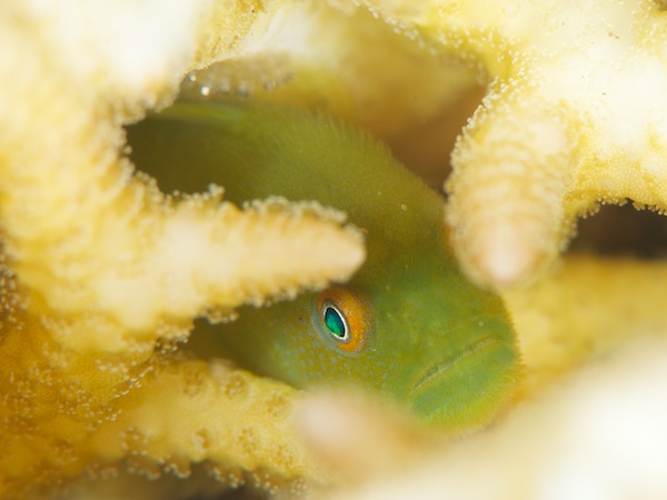 へアリーゴビー