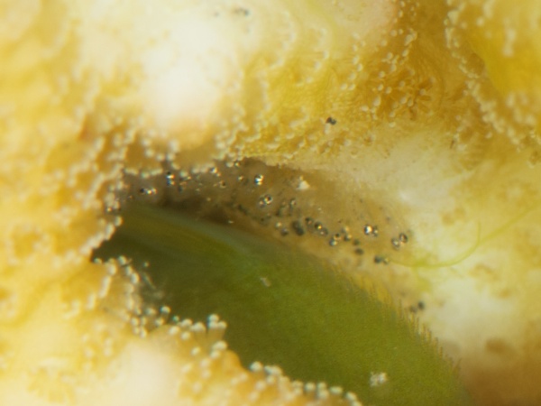 へアリーゴビー