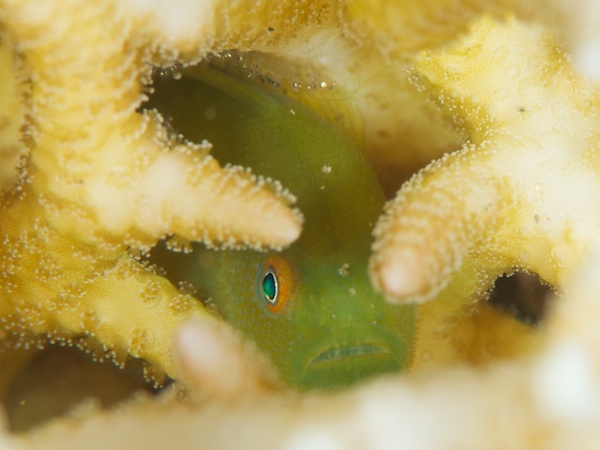 へアリーゴビー