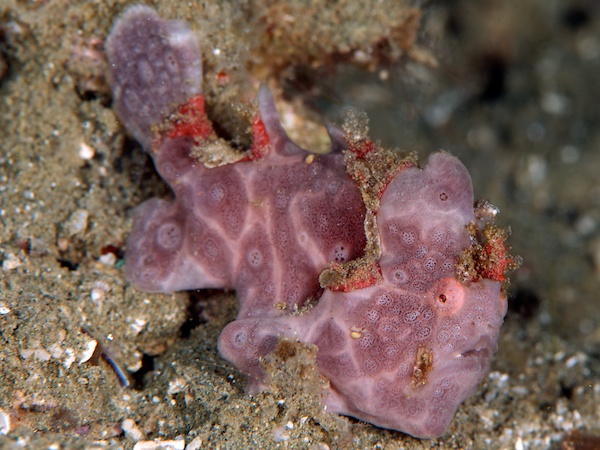 カエルアンコウ