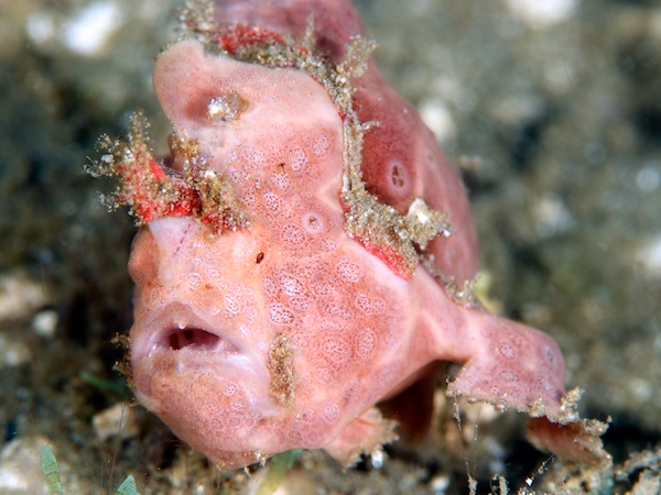 カエルアンコウ