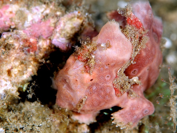 カエルアンコウ