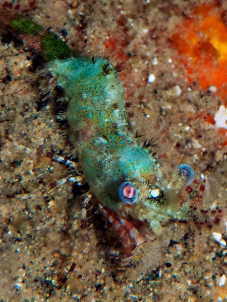 ウデフシサンゴモエビ（サロンシュリンプ）