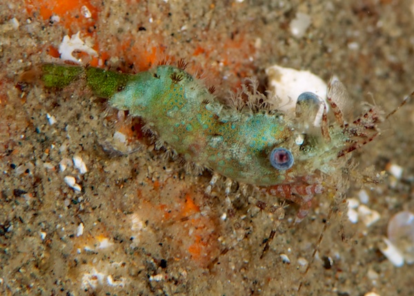 ウデフシサンゴモエビ（サロンシュリンプ）