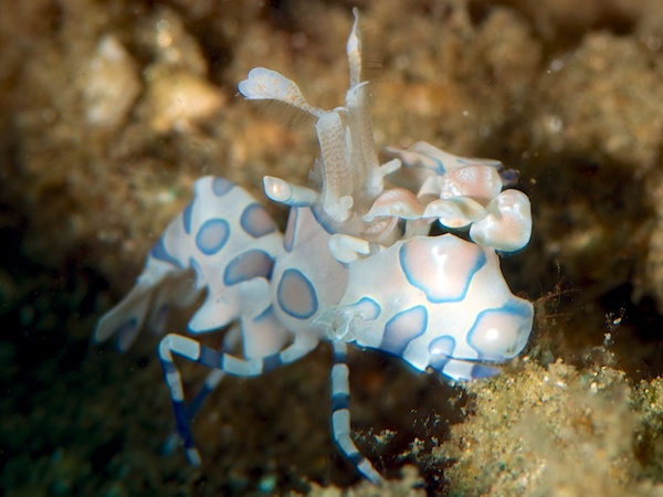 ハーレクインシュリンプ