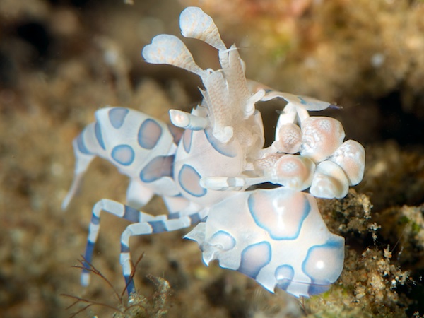 ハーレクインシュリンプ