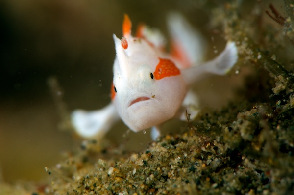 クマドリカエルアンコウの幼魚