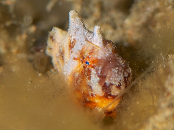 アンボンのカエルアンコウ