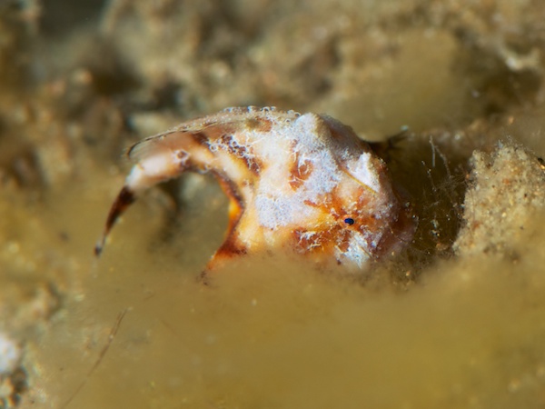 アンボンのカエルアンコウ