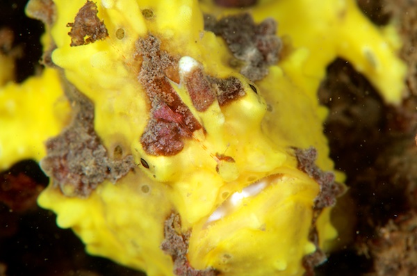 アンボンのクマドリカエルアンコウ