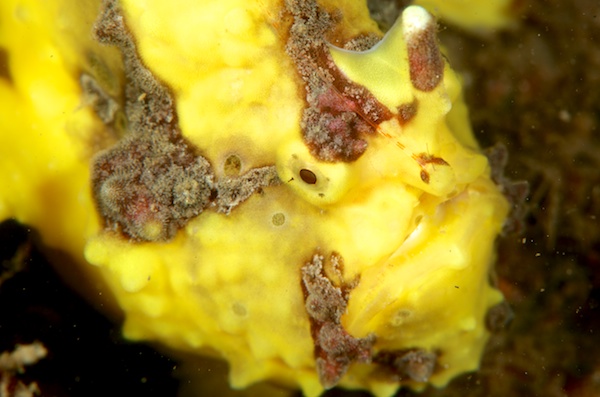 アンボンのクマドリカエルアンコウ