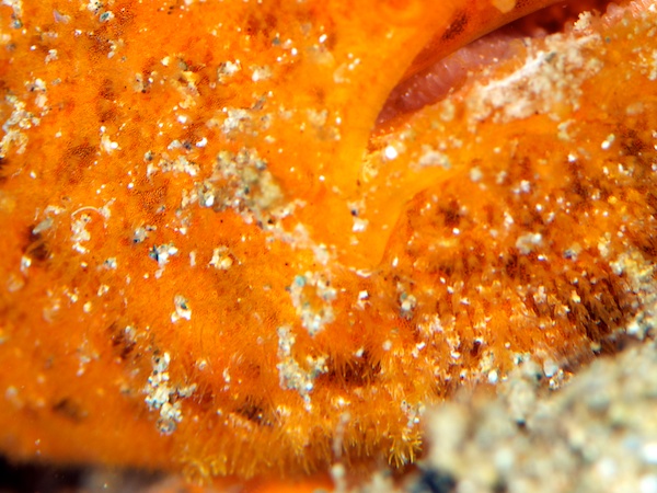 アンボンのカエルアンコウ