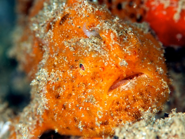 アンボンのカエルアンコウ