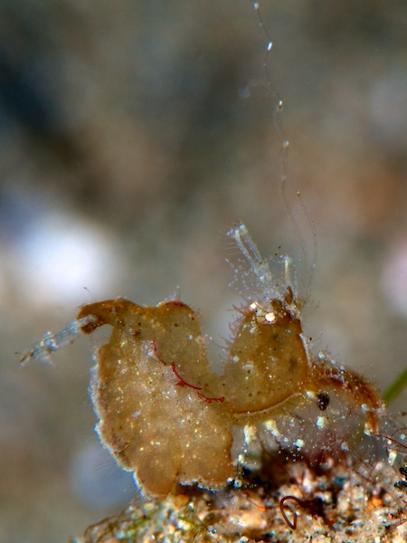 ヘアリーシュリンプ