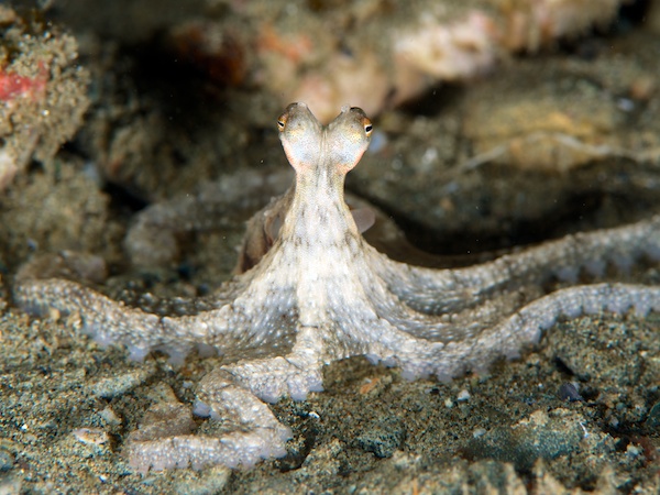 アンボンのタコ