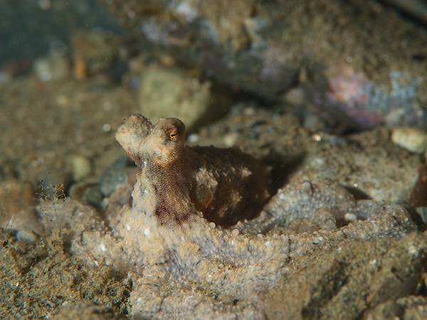 アンボンのタコ