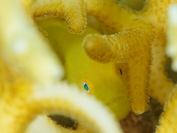 へアリーゴビー（黄）