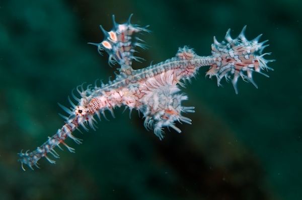 ニシキフウライウオ