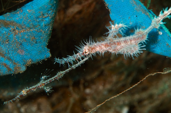 ニシキフウライウオのペア