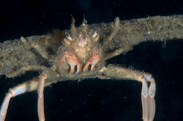 アンボンのカニ。カイカムリの仲間？