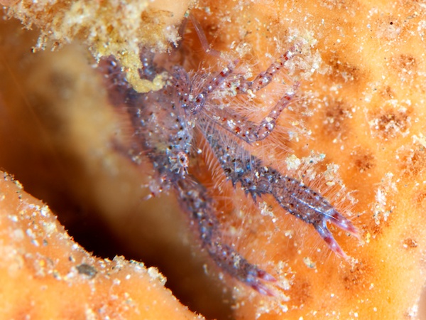 コシオリエビの仲間