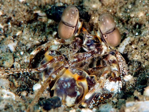  ジャイアントマンティスシュリンプ