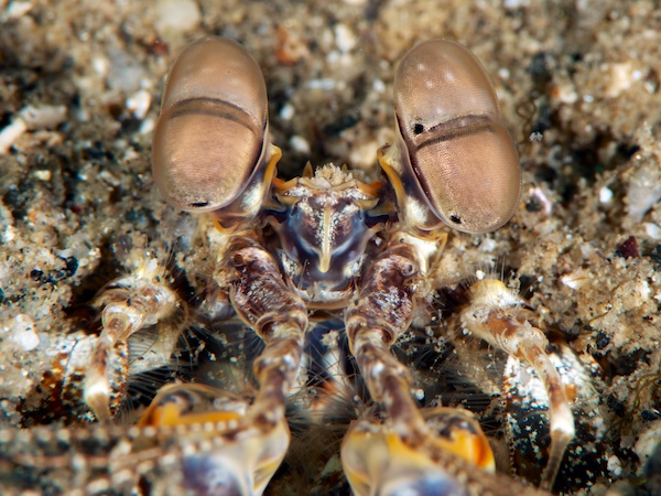  ジャイアントマンティスシュリンプ