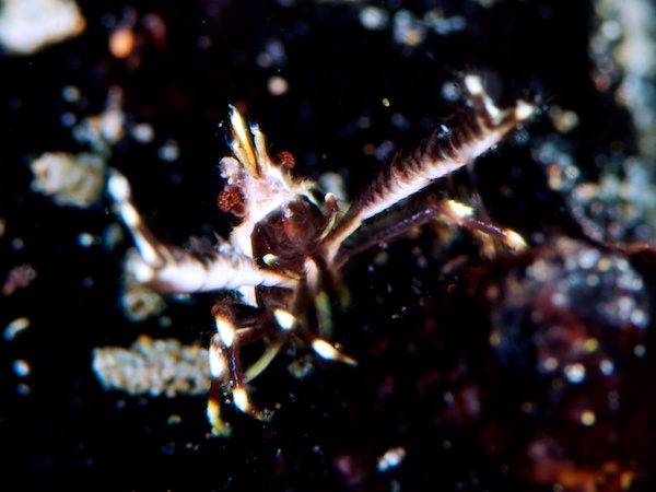 アンボンのコマチコシオリエビ