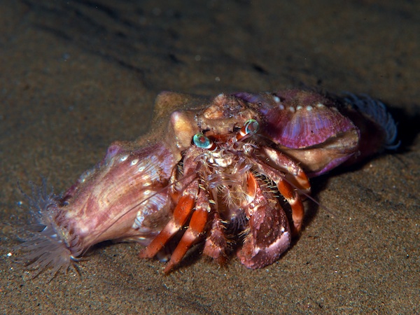 アンボンのヤドカリ