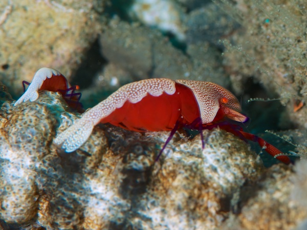 ウミウシカクレエビ