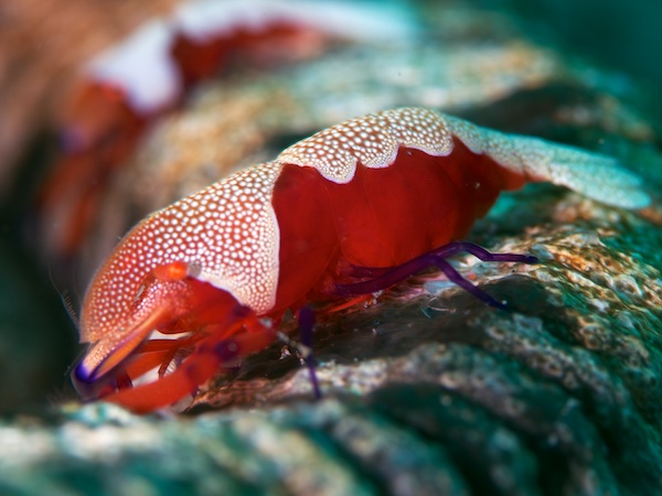 ウミウシカクレエビ