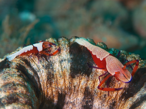 ウミウシカクレエビ