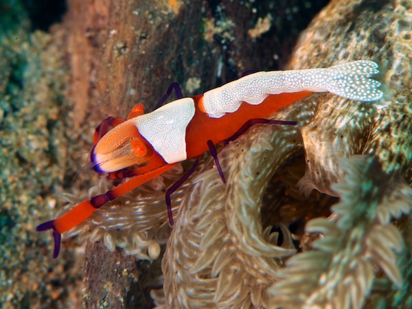 ウミウシカクレエビ