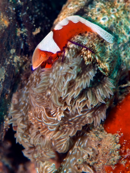 ウミウシカクレエビ